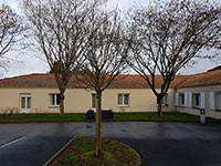 taille arbre